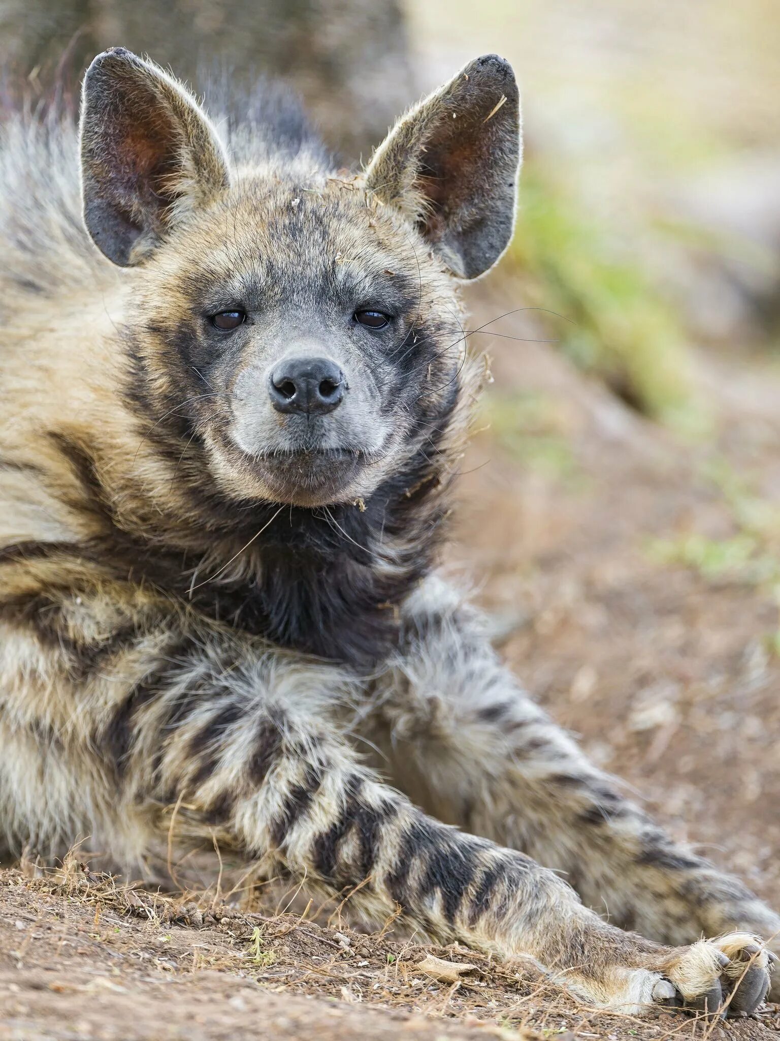 Полосатая гиена фото. Гиены пятнистая гиена. полосатая гиена (hyaena hyaena). бурая и пятнистая гиена. чепрачная гиена.