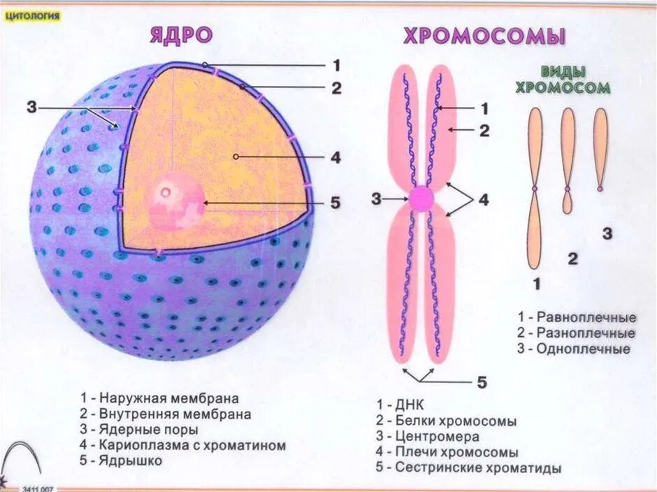 Ядро строение функции хромосомы. Строение ядра клетки хромосомы. клеточное ядро хромосомы таблица. строение ядрышка на хромосоме. строение ядра набор хромосом.