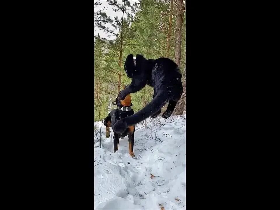 Нападение на лунный участок. Луна пантера и ротвейлер. Пума Луна и ротвейлер. Пантера Луна. Черная пантера и ротвейлер.