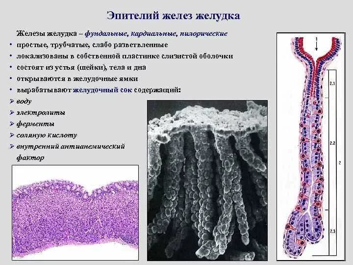 Железистый эпителий желудка гистология. Простые трубчатые железы дна желудка. Париетальный экзокриноцит железы желудка гистология. Покровный эпителий слизистой оболочки желудка. Эпителиальное образование желудка что это