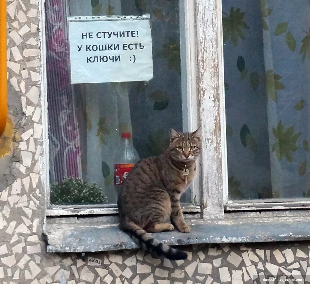 Не стучите у кошки есть ключи. Кот стучит в окно. У кота есть ключ. Кот ломится в дверь. Стучите здесь