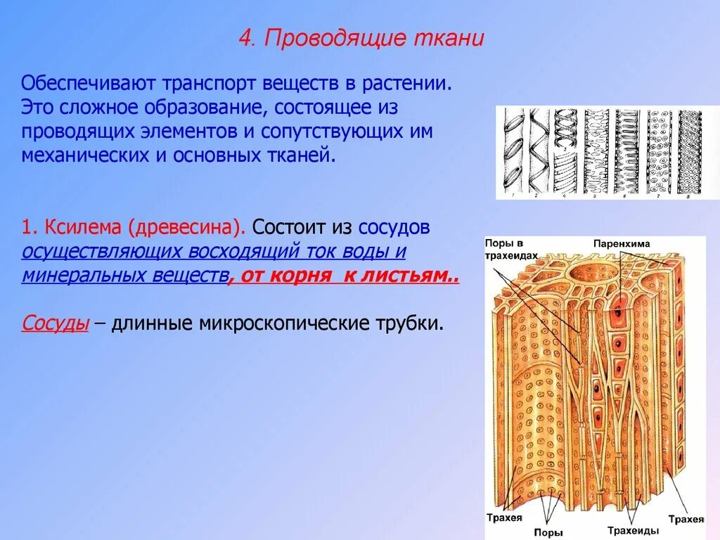 Ксилема ткань растений. Проводящая ткань Ксилема строение функции. Проводящие ткани Ксилема и флоэма. Ксилема 3) флоэма. Какие вещества проводят сосуды