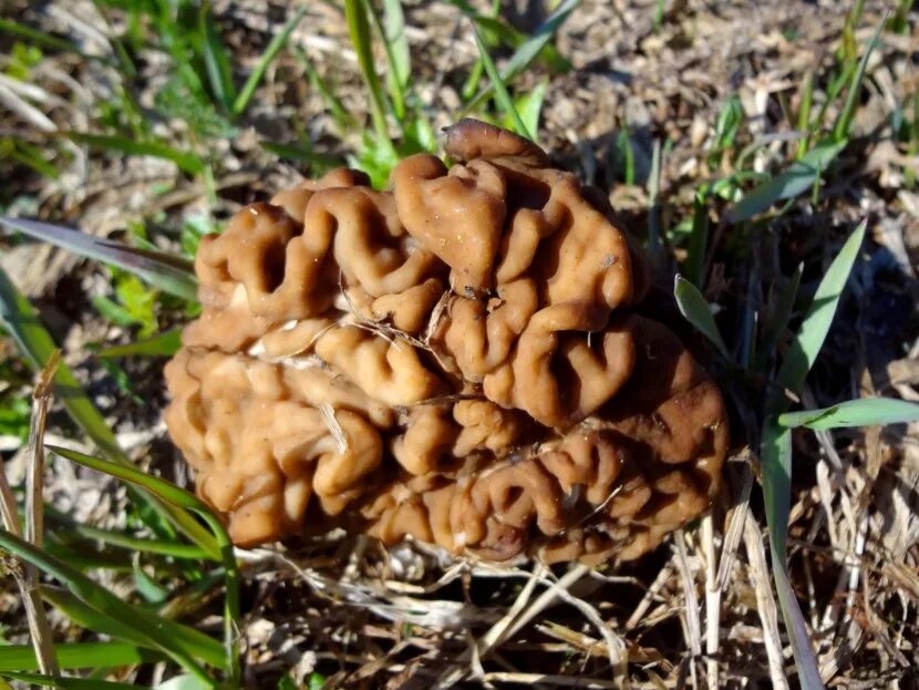 Строчок обыкновенный ядовитый. Сморчок обыкновенный. Сморчки грибы. Строчков. Строчок и сморчок обыкновенный.