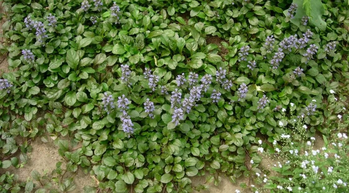 Creeping Thyme: Plant Care & Growing Guide Ground cover plants, Ground cover, Pl