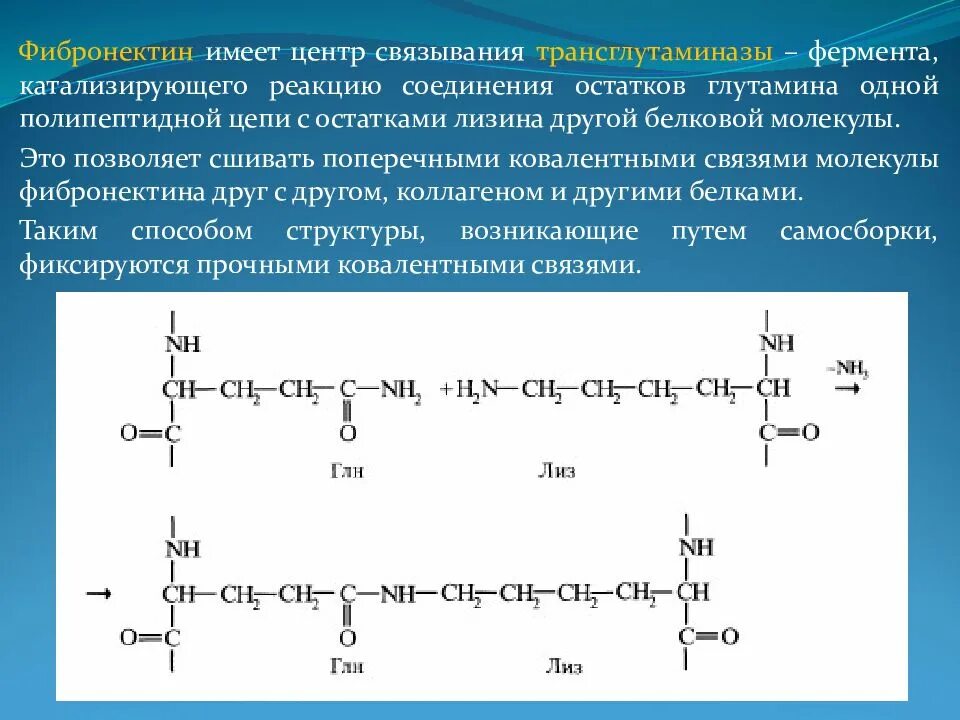 1 ген 1 полипептид. Фибронектин строение. Фибронектин биохимия. Молекула фибронектина. Фибронектин строение биохимия.