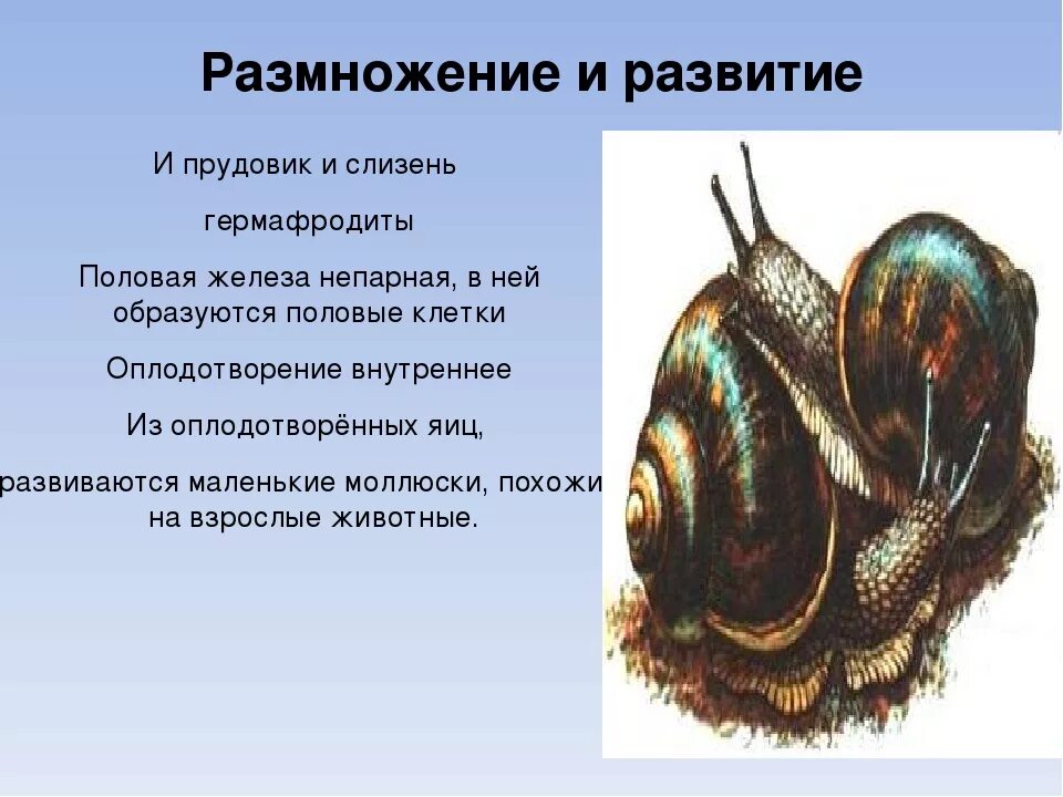 двустворчатые моллюски перловица. двустворчатые моллюски устрицы. беззубка моллюск. двустворчатые моллюски перловица. двустворчатые моллюски bivalvia.