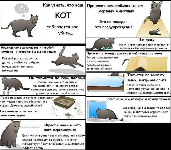 Как понять что ваш кот. Как понять чего хочет кот. Как понять что кот хочет кошечку. Как понять что кот вам доверяет.