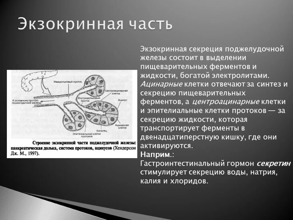 Строение экзокринного аппарата поджелудочной железы. Экзокринная и эндокринная часть поджелудочной железы анатомия. Экзокринная секреция поджелудочной железы. Эндокринная часть поджелудочной железы строение и функции.