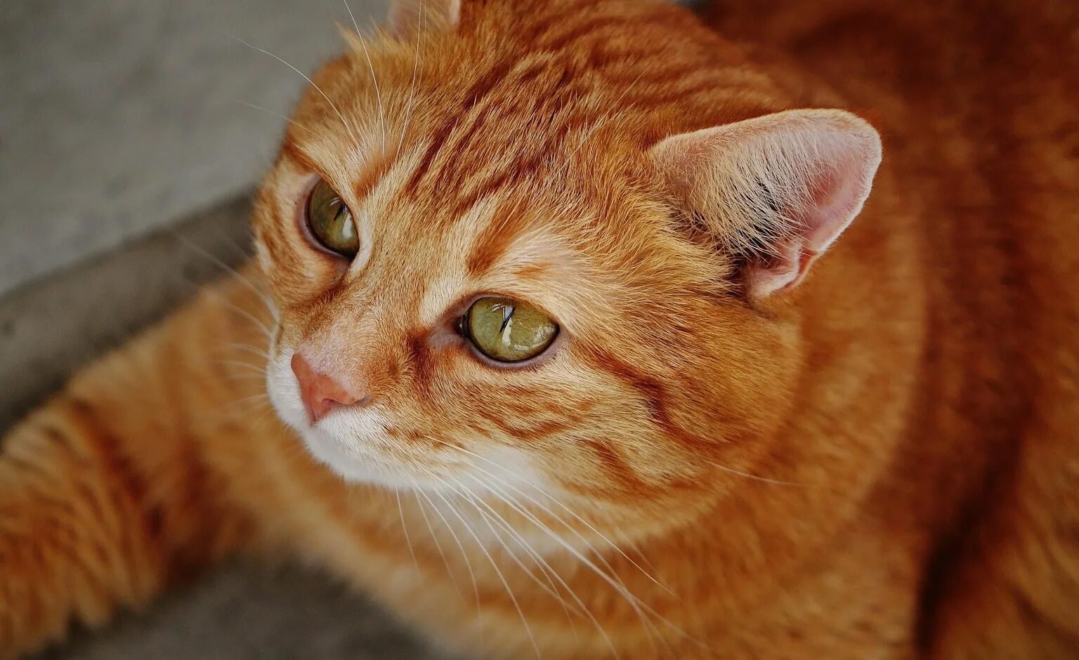 Сколько котят у рыжей кошки. Европейская короткошерстная кошка рыжая. Европейская короткошерстная табби рыжий. Европейский короткошерстный кот рыжий. Макрелевый табби рыжий.