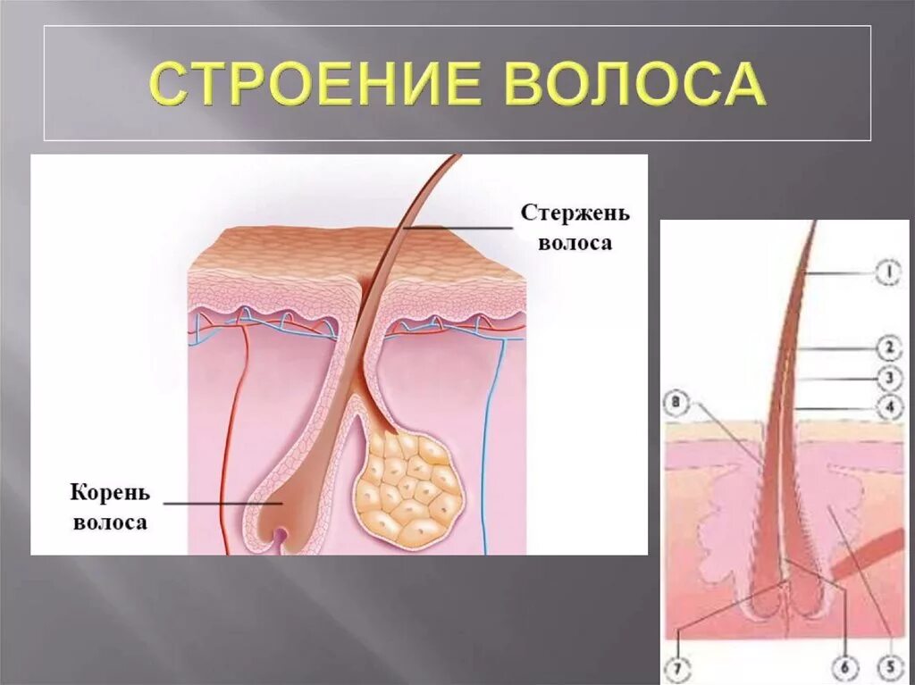 Корневые волосы