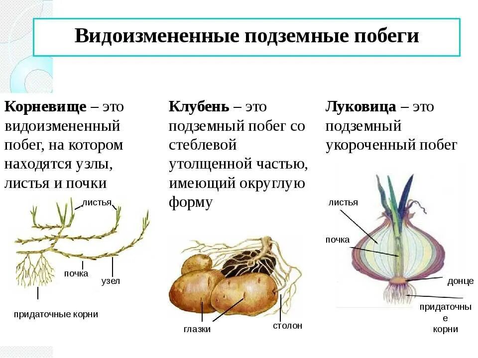 Надземные видоизмененные побеги строение. Видоизменения побегов надземные и подземные схема. Подземные видоизменения побегов корневище клубень и луковица. Видоизменения побегов схема.