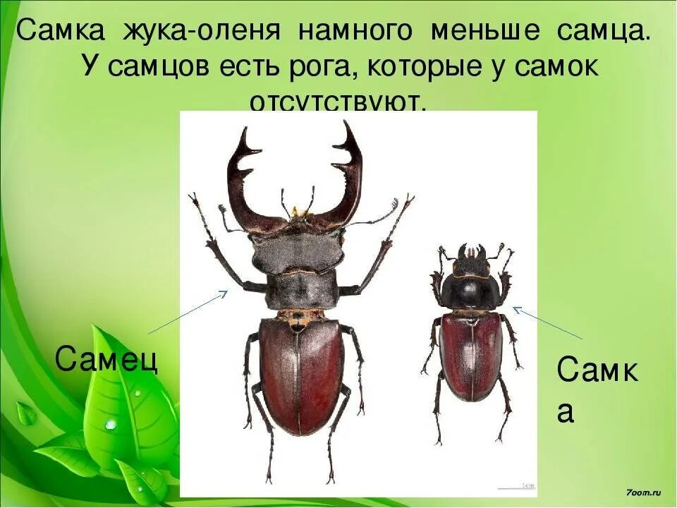 Строение жука оленя. Жук Рогач интересные факты. Жук олень доклад. Жук-олень красная книга краткое описание для детей 3. Жук олень адаптация