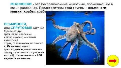 Группа осьминога
