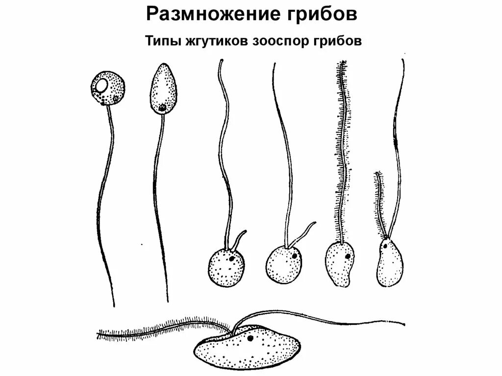 Прорастающие споры гриба. Размножение грибов зооспорами. Споры грибов зооспоры. Зооспоры оомицетов. Зооспора гриба.