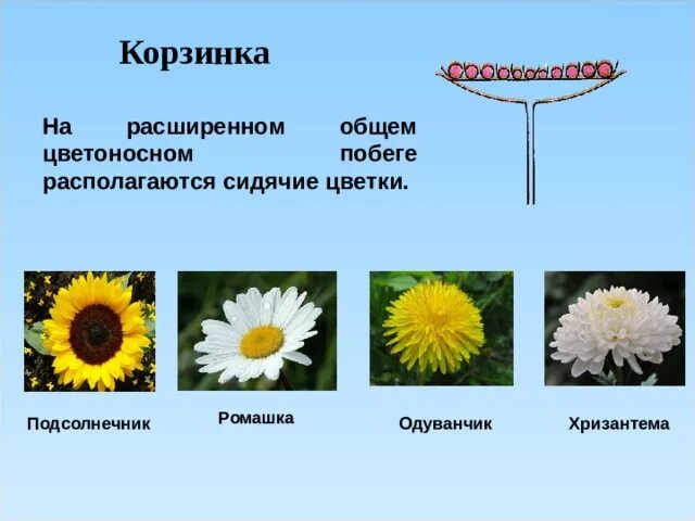 Соцветия первого типа имеет одуванчик. Соцветие подсолнечника. Соцветие корзинка. Соцветие корзинка характерно для. Растения с соцветием корзинка.