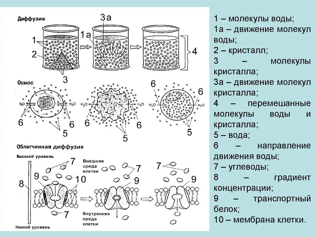 Диффузия и осмос. Отличие осмоса от диффузии. диффузия. облегченная диффузия. осмос и диффузия схема.