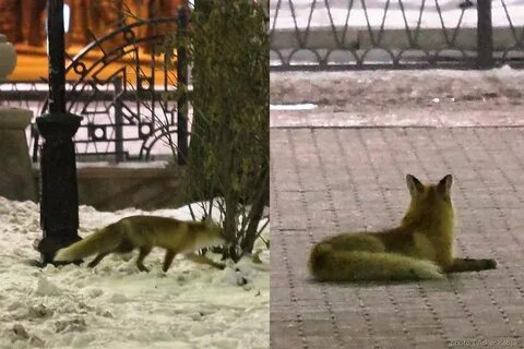 Лисички екатеринбург