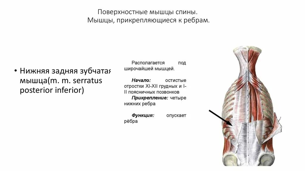 Длинные мышцы поднимающие ребра