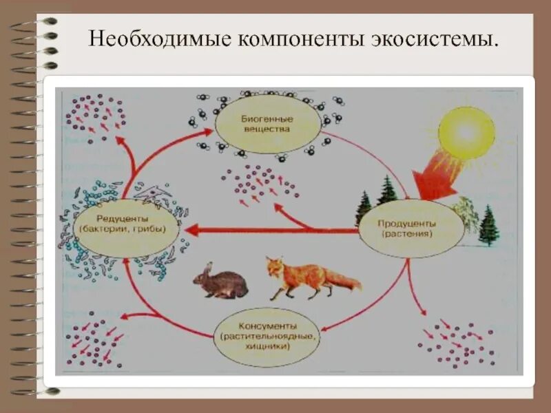 Основные структурные компоненты биогеоценоза. Компоненты экосистемы. Необходимые компоненты экосистемы. Составляющие компоненты экосистемы. Компоненты экосистемы схема.