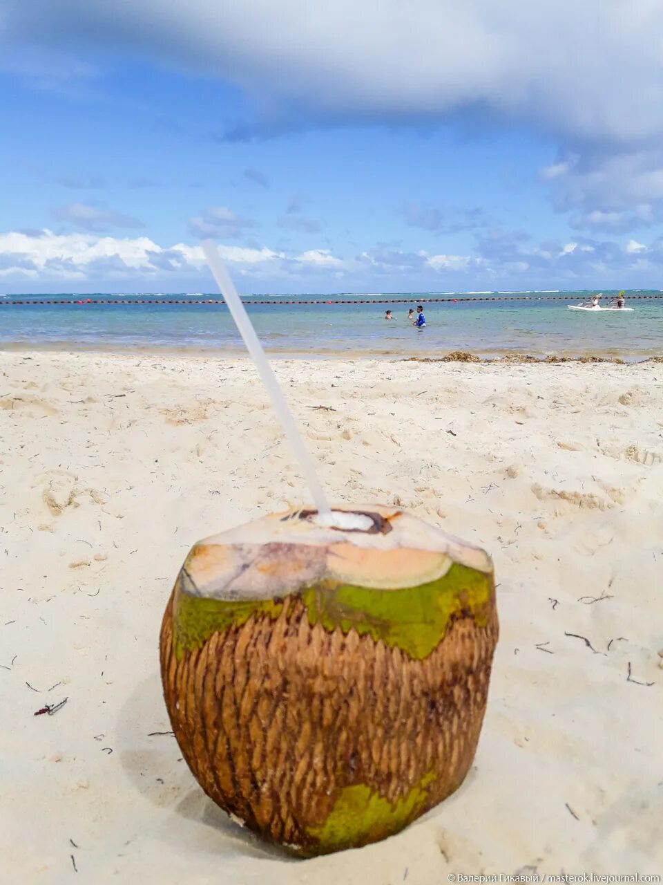 Что такое кокос. Кокос орех. Мальдивы кокос. Коконат кокос. Коконат кокос.
