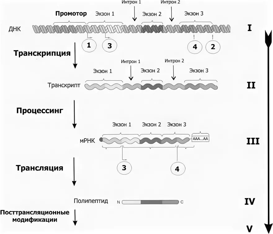 Биосинтез белка репликация транскрипция трансляция. Процессинг белка схема. Этапы синтеза белка транскрипция и трансляция процессинг. Транскрипция сплайсинг трансляция.