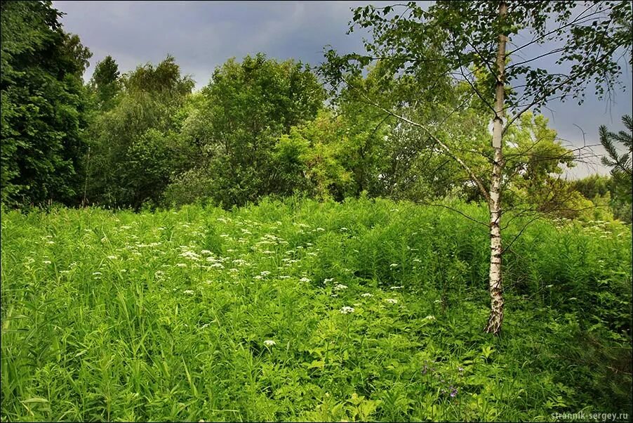 Подмосковье появились. Конев Бор (Коломенский район Московской области). Деревня Конев Бор. Чудеса Подмосковья. Новочеркасское Московская область природа.