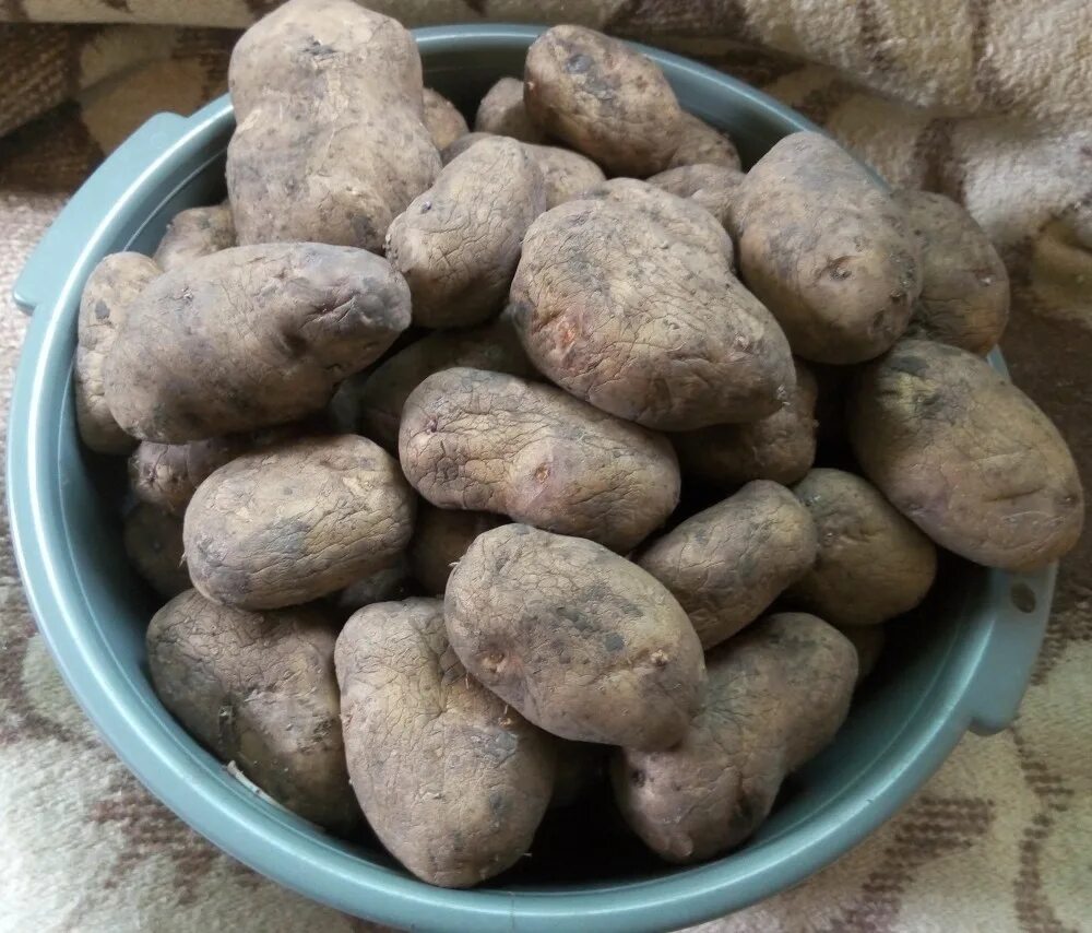 Овальная картошка. Картофель в доме. Картофель дома. Картофель красный. Дом картошка.