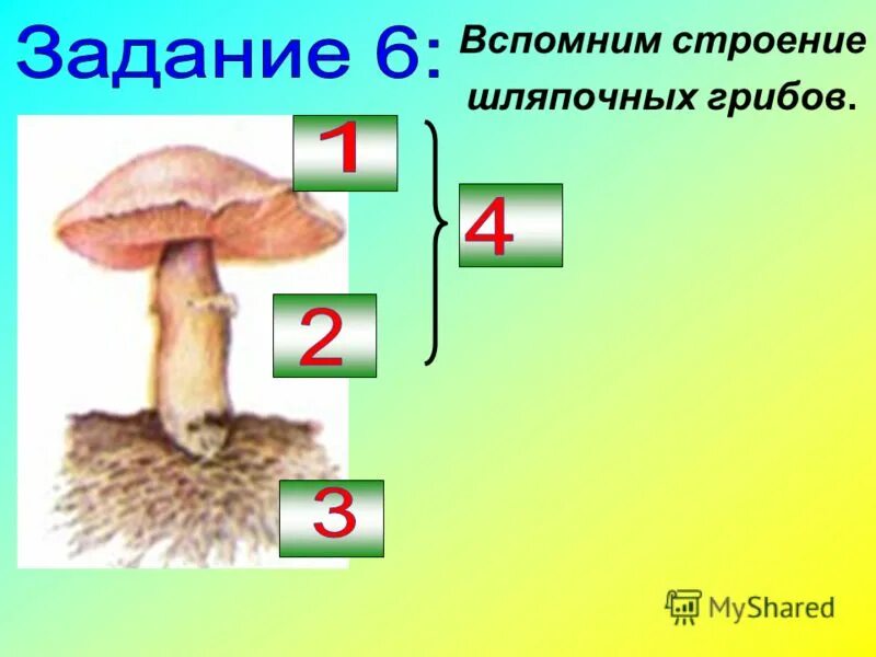 Задания грибы биология. Задания по грибам. Кроссворд грибы для дошкольников. Рабочий лист грибы 5 класс. Таблица съедобных грибовтзадание.