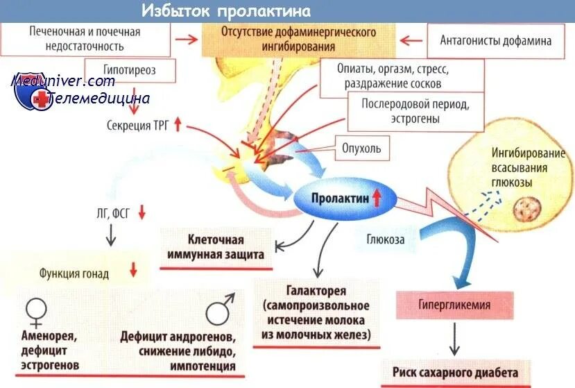 Нарушение эстрогенов. Схема выработки женских гормонов. Пролактин рилизинг гормон. Схема выработки гормонов у женщины. Пролактин механизм действия на организм.