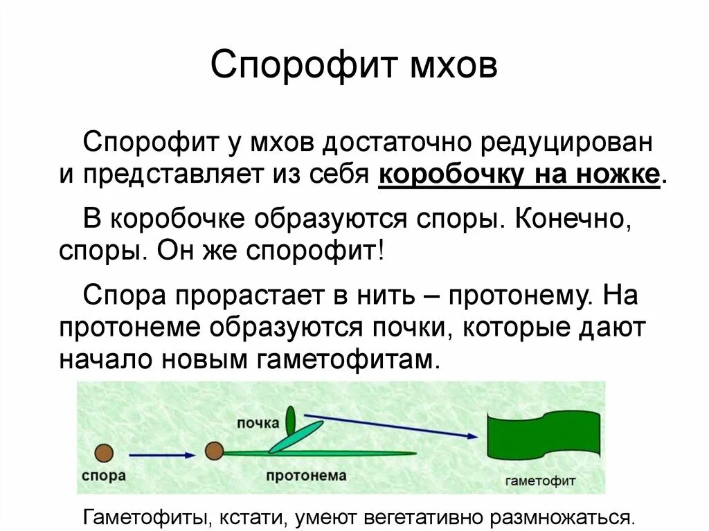 Спорофит коробочка на ножке. Спорофит мха. Споры образуются в коробочках. Спорофит это кратко. Споры формируются в коробочках на ножках