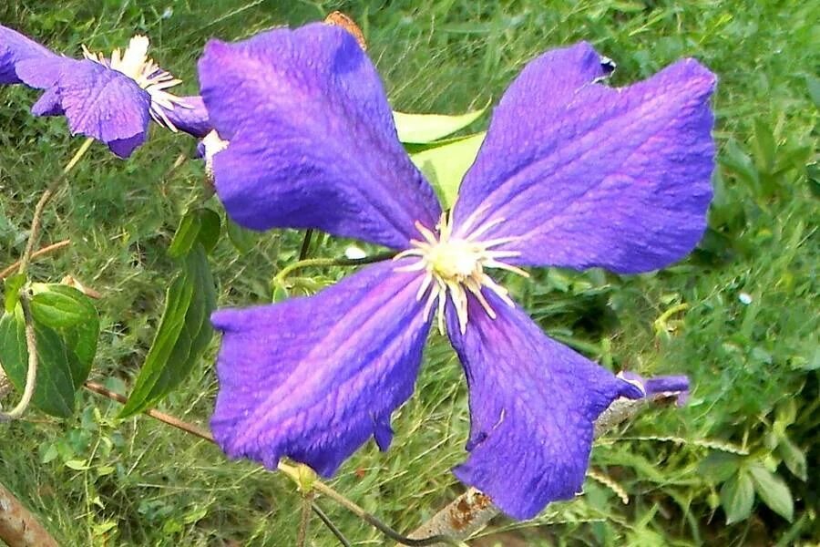 Клематис Веноза. Клематис venosa violacea. Клематис etoile Violette. Клематис Этуаль Виолет. Клематис веноза виолацеа описание