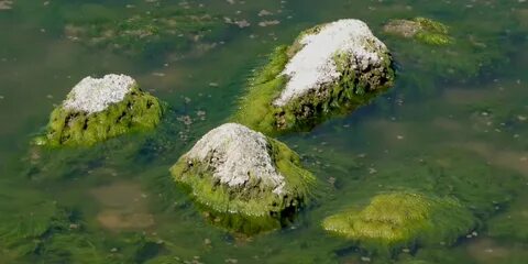 Водоросли обитают на суше в воде