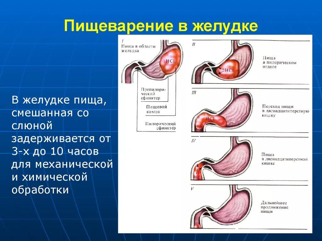 Почему выделяется желудок. Пищеварительные процессы в желудке. Пищеварение в желудке строение. Физиология пищеварения в желудке человека.