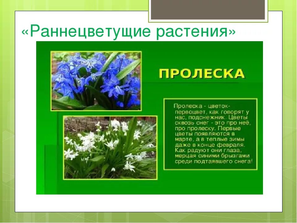 Сообщение о раннецветущих растениях 2 класс. Сообщение о раннецветущих растениях 2 класс