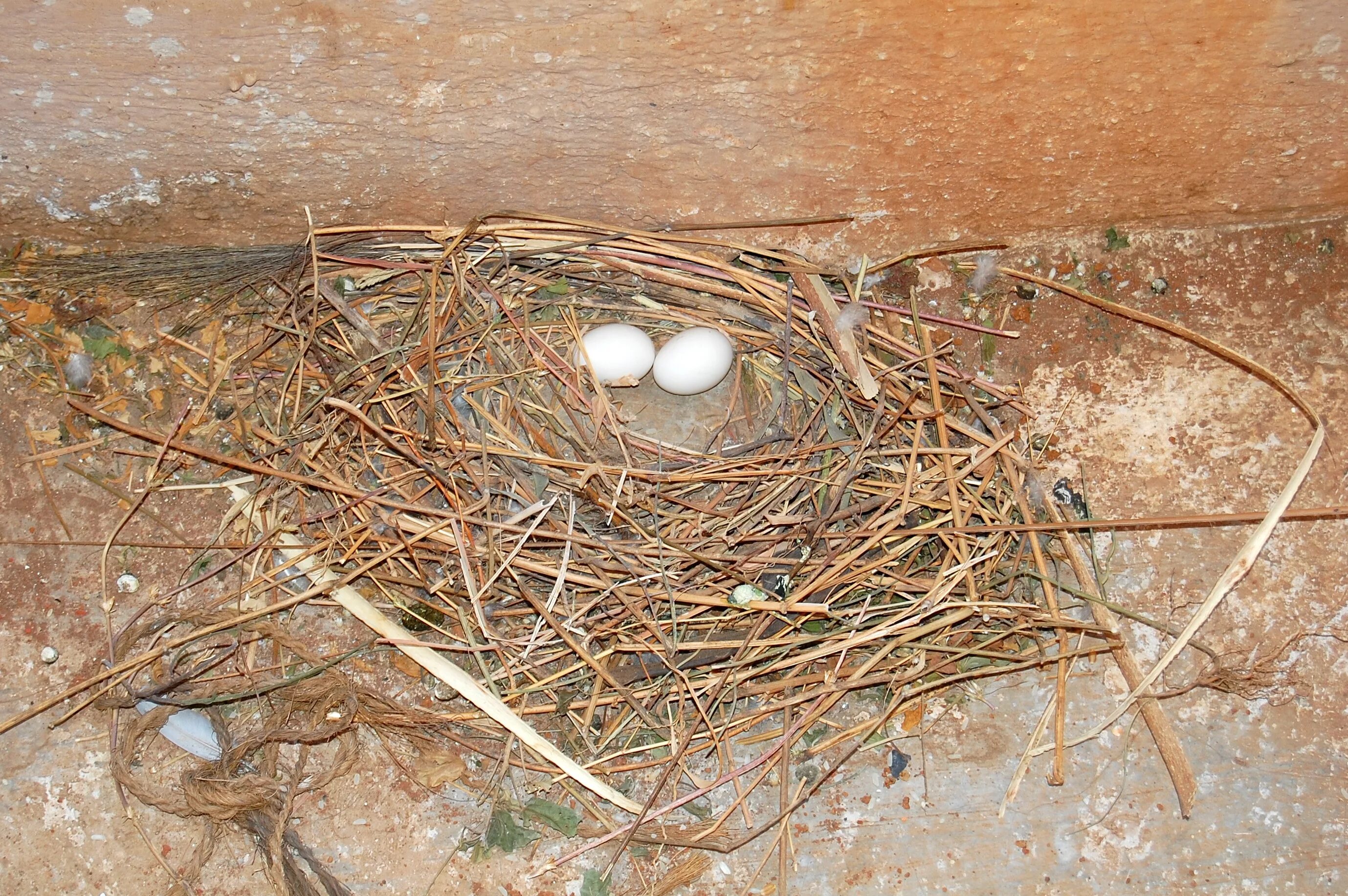 Птицы едят яйца. Гнездо горлицы. Голубиное гнездо. Гнездо городского голубя. Голуби гнездятся.