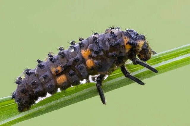 Get to Know the Stages in the Life of the Ladybug Beetle Garden pests, Insect re