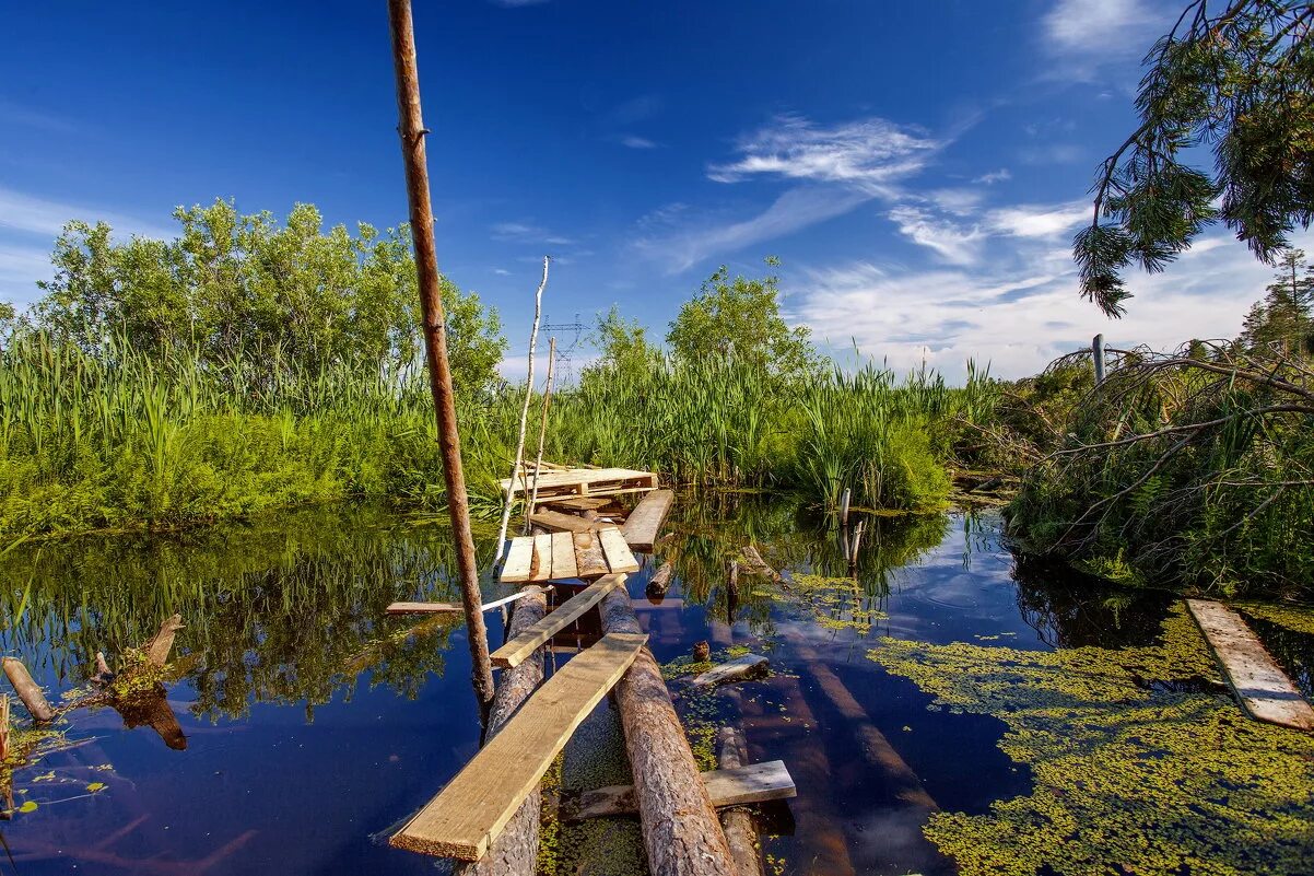 пруд с мостиком. мостик на болоте. болото мост. болотный мост. мостки на болоте.