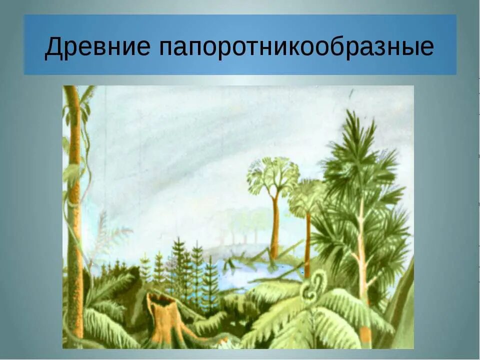 Древние Папоротникообразные. Вымершие Папоротникообразные. Вымершие древовидные Папоротникообразные. Папоротникообразных мезозой.