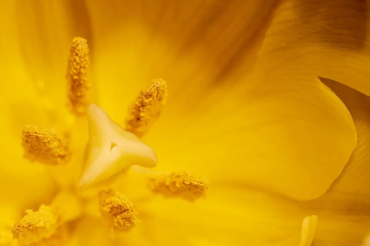 День пыльцы. Пыльца. Пыльца цветов. Желтые цветы с пыльцой. Пыльца фей.