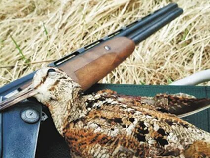 Сроки охоты в красноярском крае 2024 весенней