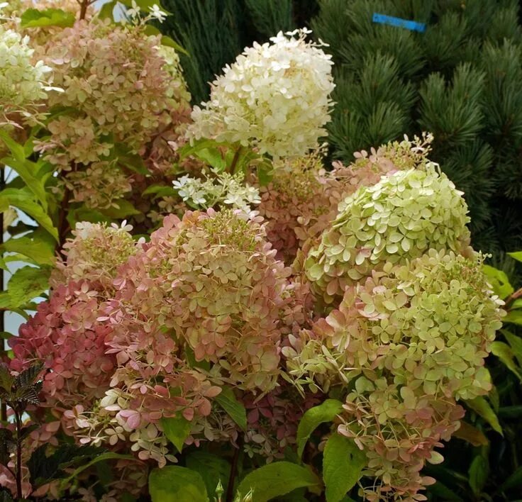 Perle de coco hand cream. Perle de. Perle de. Other stories perle de coco. Perle de.