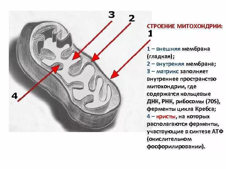 Строение внутренней мембраны митохондрии. Матрикс митохондрий это мембрана. Строение митохондрии наружная мембрана. Митохондрии строение наружная мембрана гладкая. Строение митохондрии 70s рибосомы.