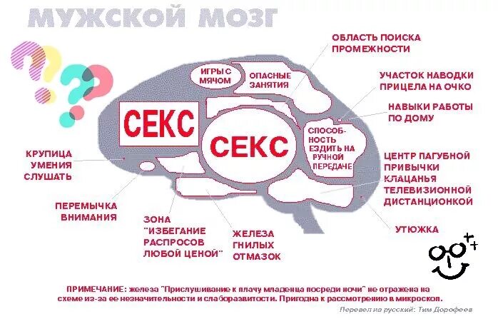 Почему мозг хуже. Мозг женщины. Мужской мозг. Мозг мужчины и женщины различия.