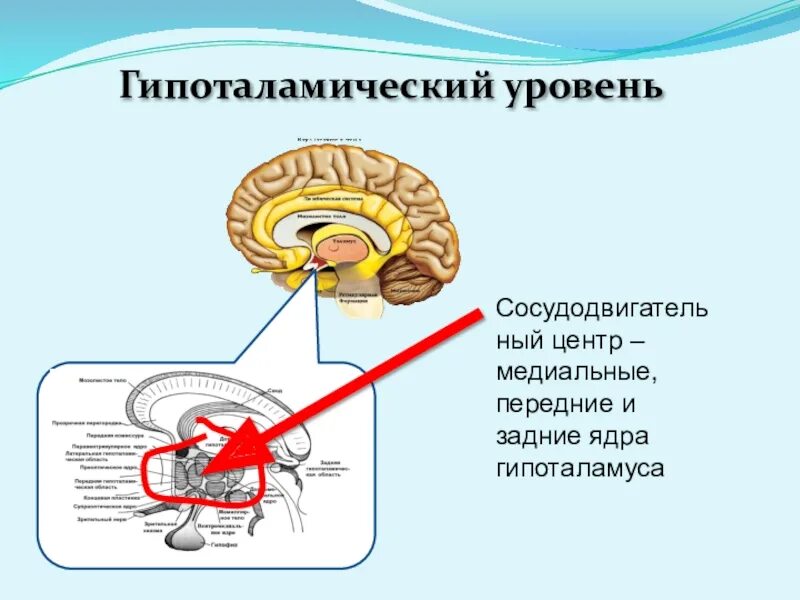 Сосудодвигательный центр в мозге. Гипоталамический центр. Сосудодвигательный центр. Раздражения передних и задних ядер гипоталамуса.. Гипоталамические центры ядра.