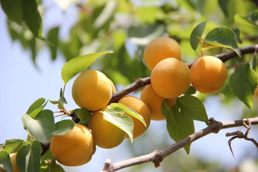 Абрикосовый конфитюр. Из абрикос. Абрикосовый квас. Абрикосовая горечь содержание всех серий. Абрикос сок.