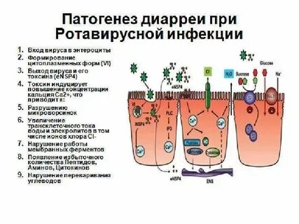Патогенез ротавирусной инфекции