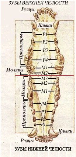 Во сколько у йорков меняются зубы. Молочные зубы у йорка схема. схема молочных зубов у собаки. молочные зубы у собак схема мелких пород.