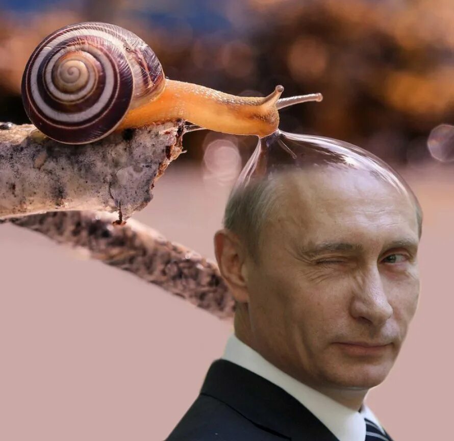 Смешной головной убор в жару. Человек ракушка пикабу. Спрятаться в ракушку. Человек ракушка пикабу. Смешная ракушка.