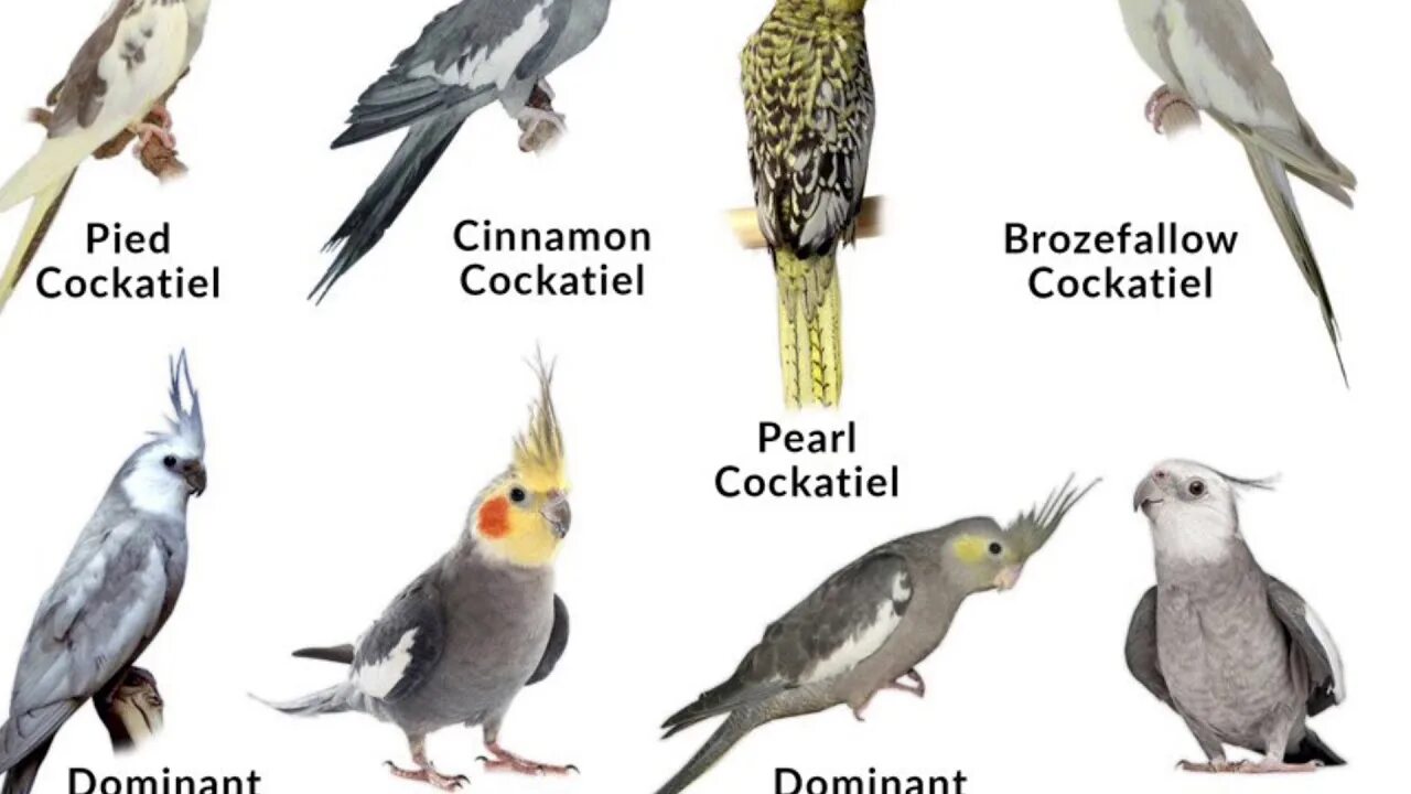 Виды корелл. Попугай корелла. Разновидности кореллы. Интересные факты о попугаях корелла.