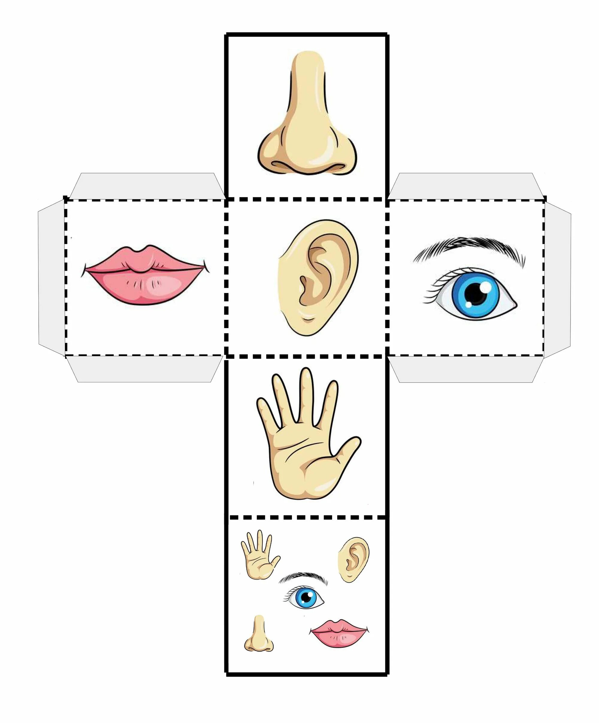 Игра органы чувств. Карточки органы чувств для детей. Органы чувств для дошкольников. Игра органы чувств для дошкольников. Органы чувств задания для дошкольников.